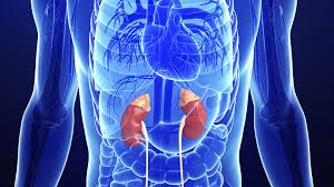 Adrenal Hormone and Circadian Rhythm - Novato Functional Medicine