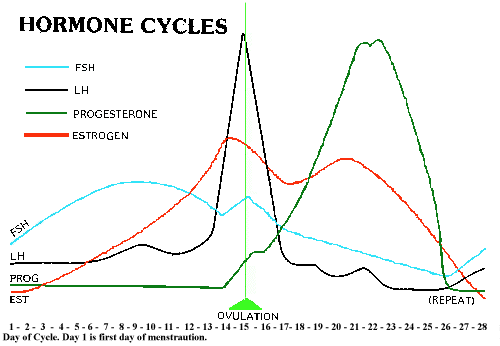 Female Sex Hormone Imbalances - Novato Chiropractic