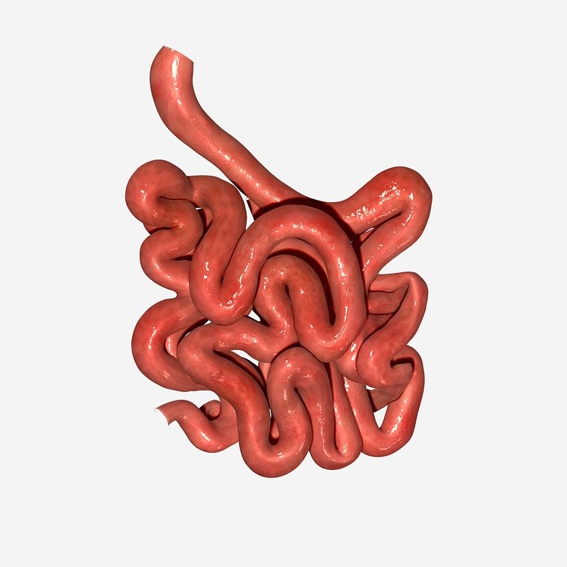 Small Intestine Bacterial Overgrowth (SIBO) - Novato Functional Medicine